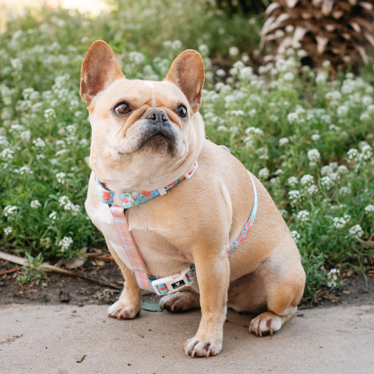 is a collar or harness better for a french bulldog