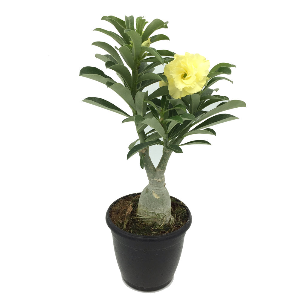 Adenium Yellow Desire(Grafted) - Adenium Lemon Ice, Adenium Obesum, Desert Rose Plant - Plants World