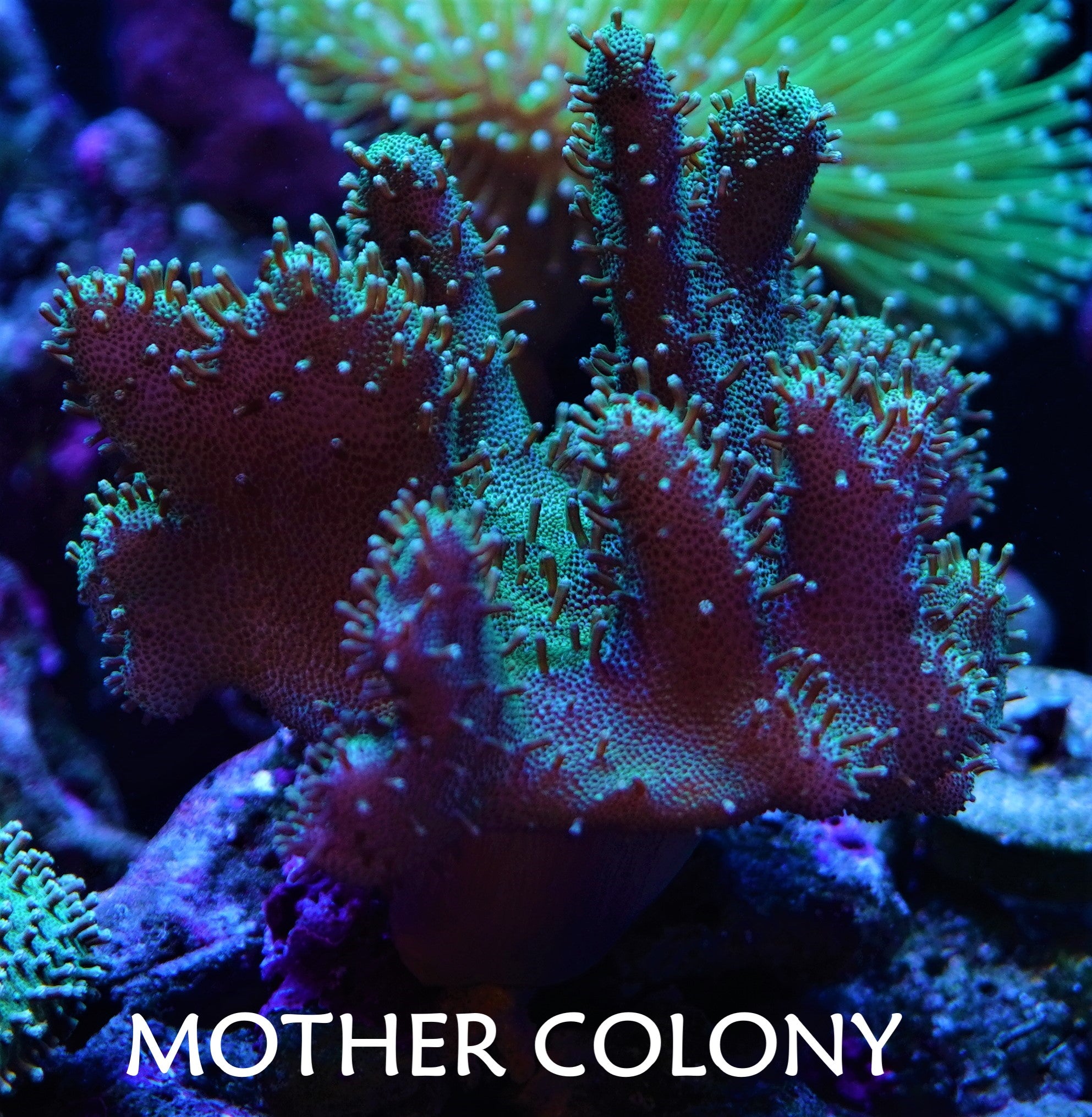 devils finger coral