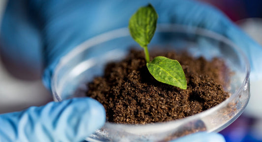 The life of a compost microbe