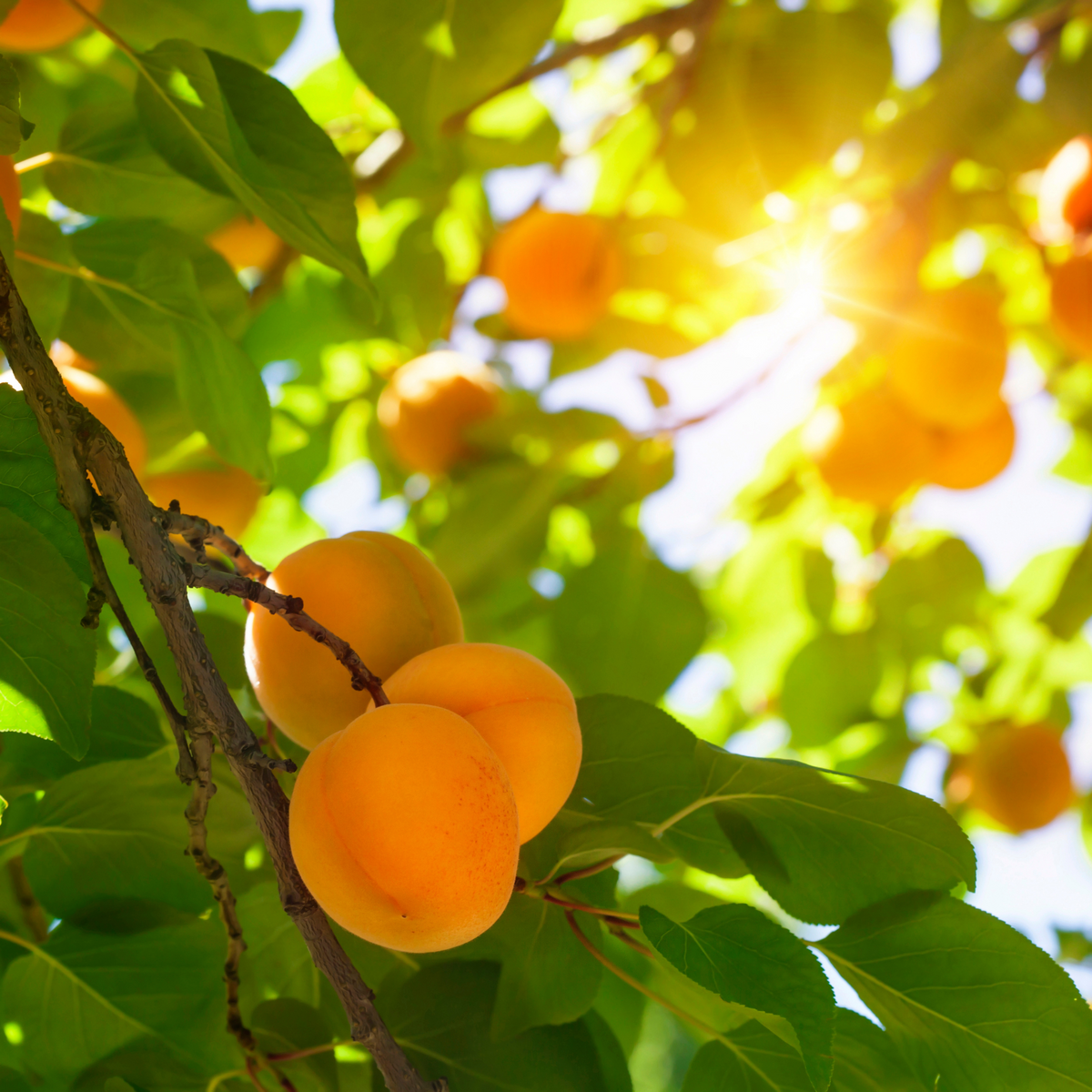 FIG APRICOT PERFUME | Freshs Fig Apricot Fragrance Dupe | Eau de Parfume  Spray & Perfume Oils