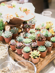 Small American Grown Flowers Succulent Plants On Table 
