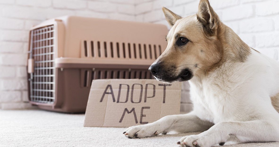 how do you prepare for adopting a puppy