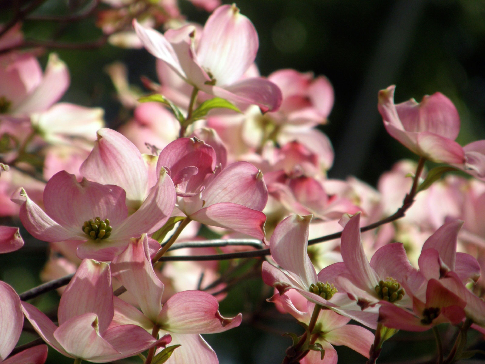are pink dogwoods native