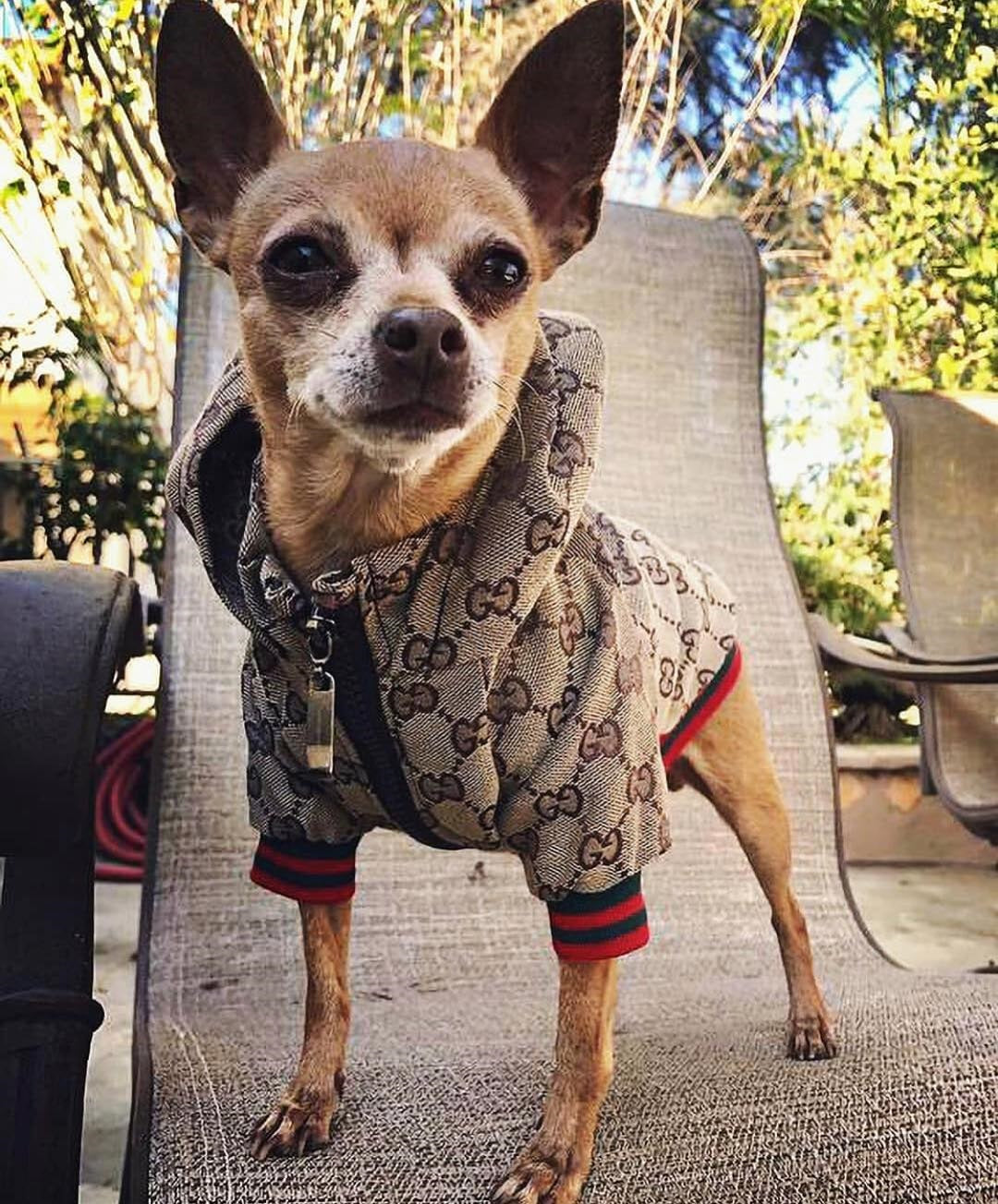 chihuahua gucci clothes