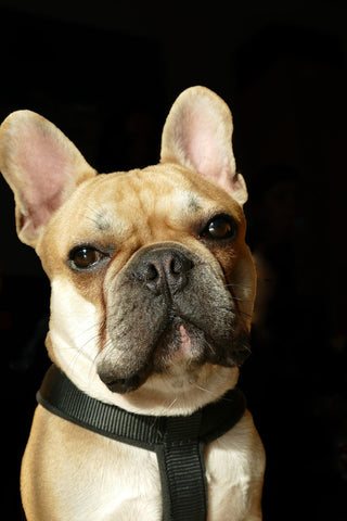 A cream colored French Bulldog with a black background
