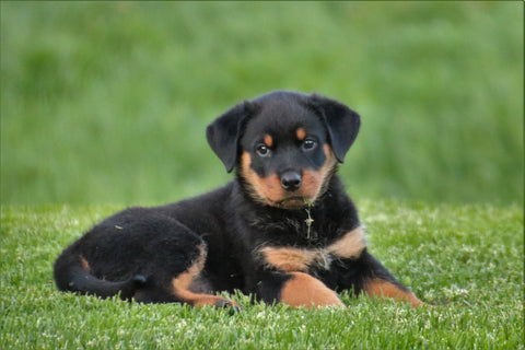 A Rottweiler puppy lying on grass