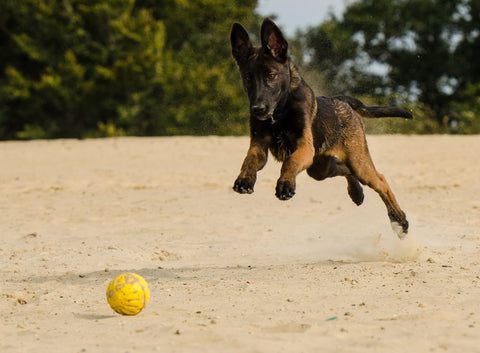 A German Shepherd puppy catching a ball on sand