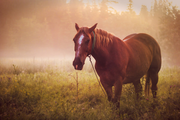 A wild horse on grass