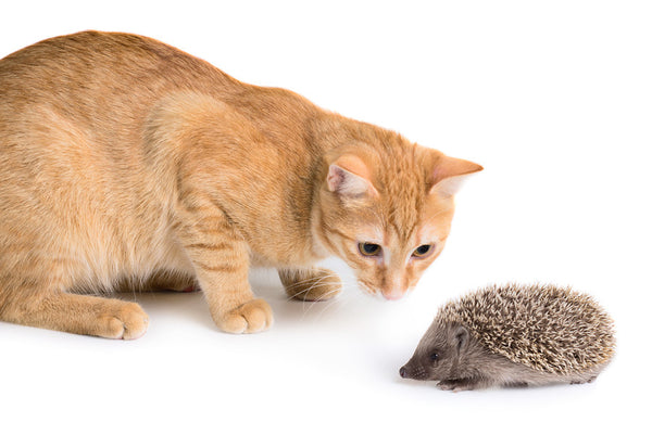 kitten hedgehog