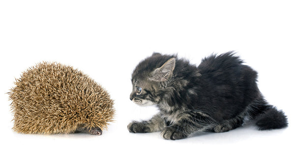 kitten meets hedgehog