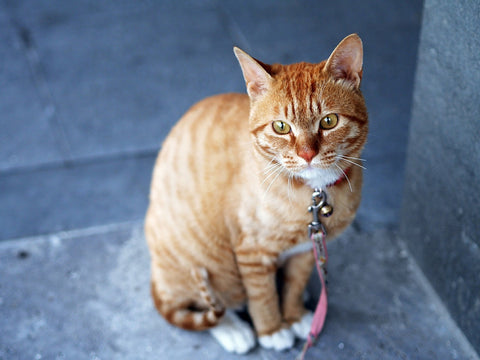 Illinois+Animal+Control+Laws New State Animal Welfare Legislation for 2016 – Animal Hearted ...