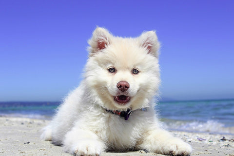A white puppy on the beach