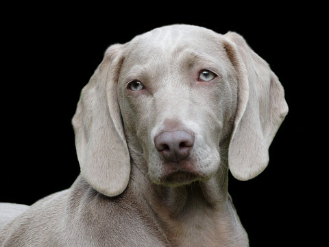 A portrait of a silver haired dog with black background