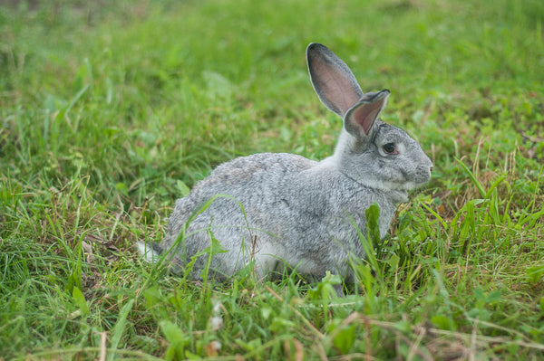 can rabbits swim in the wild