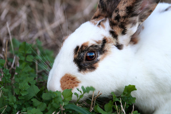 Can rabbits swim properly