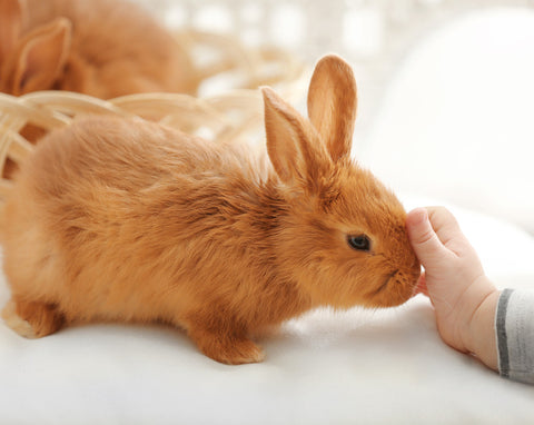 bunny love 5 things