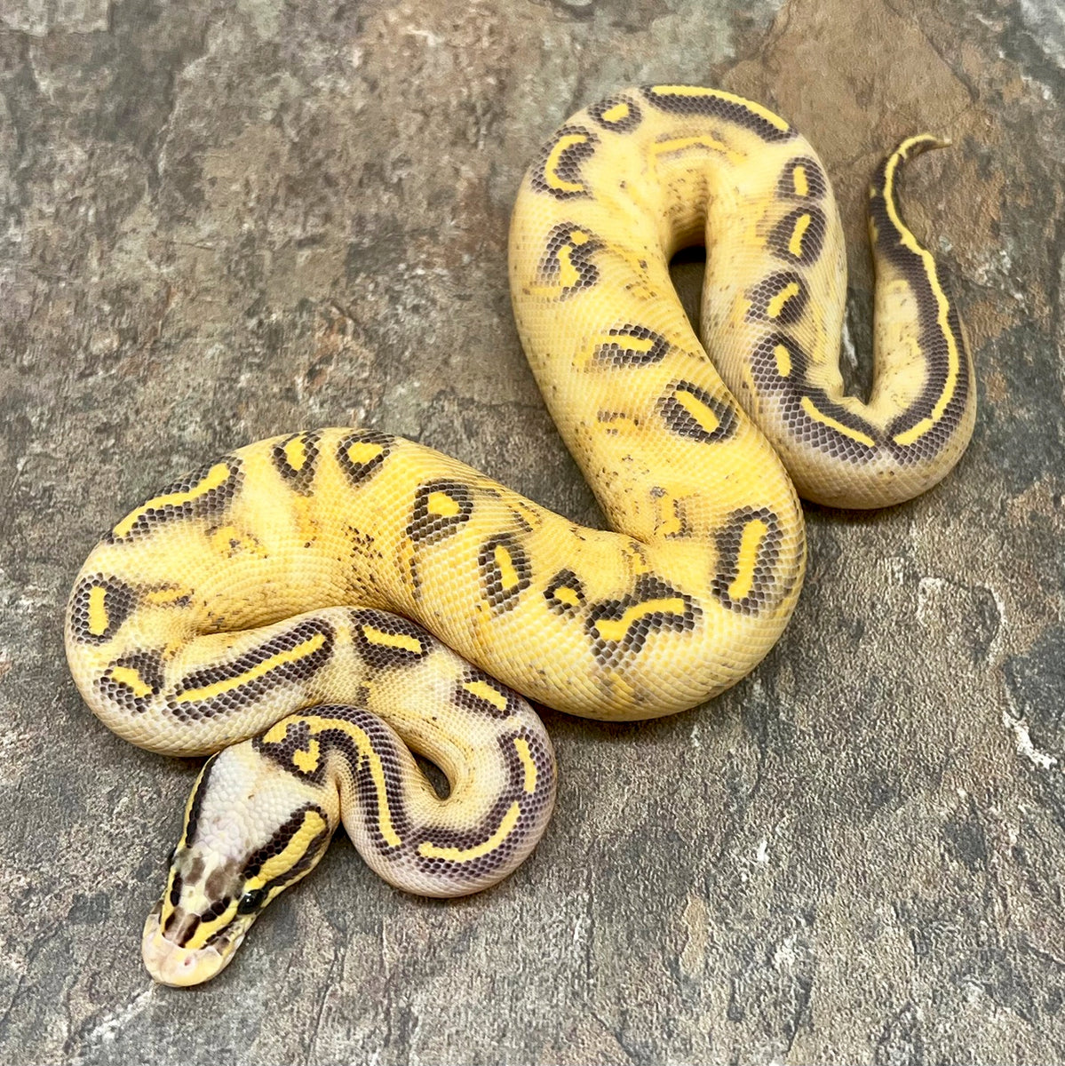 baby super pastel ball python