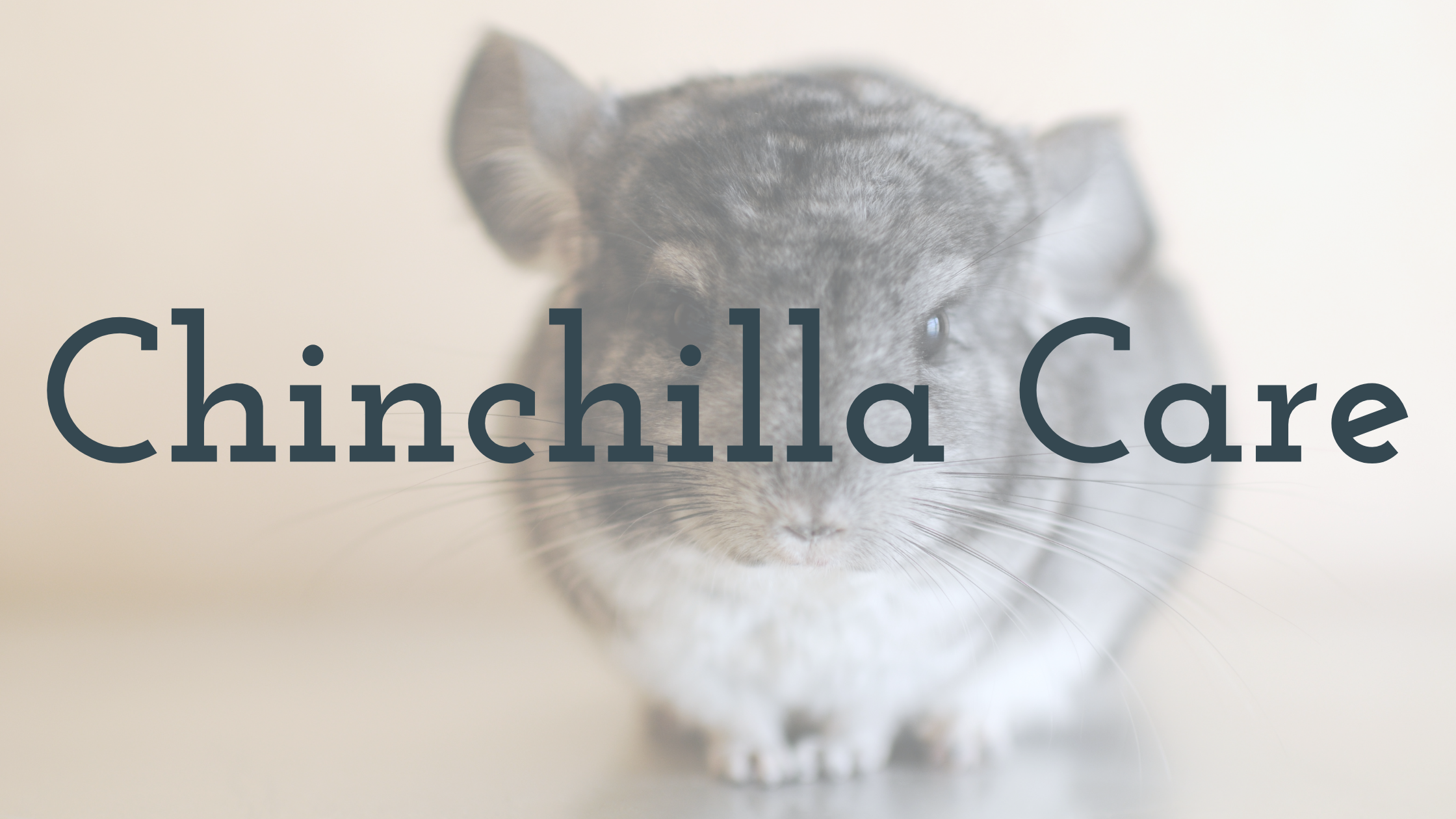 do chinchillas have health problems