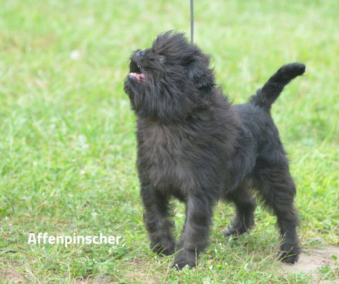 Affenpinscher