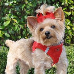dog harness