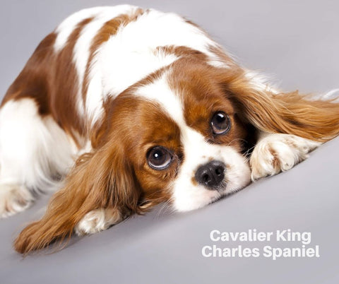 Cavalier King Charles Spaniel