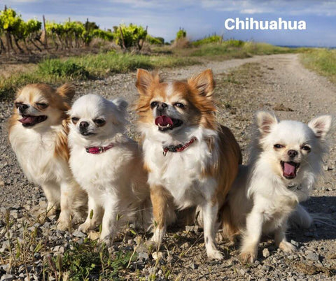 Chihuahua