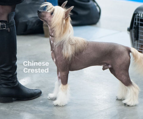 Chinese Crested