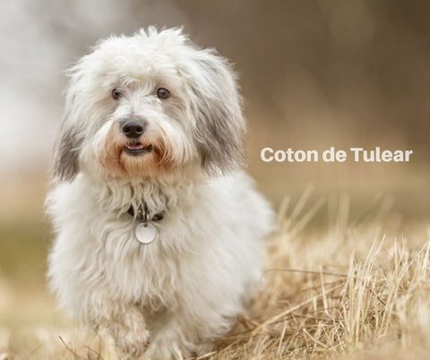 Coton de Tulear