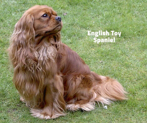 English Toy Spaniel 