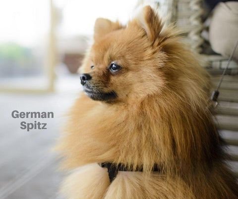 German Spitz