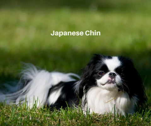 Japanese Chin