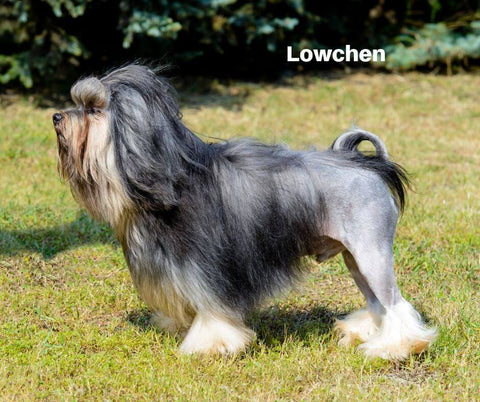 Lowchen