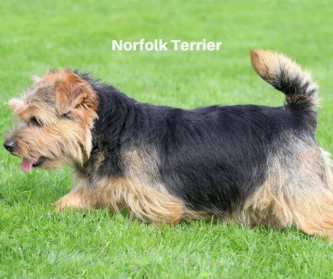 Norfolk Terrier 