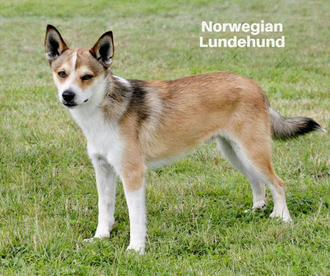 Norwegian Lundehund