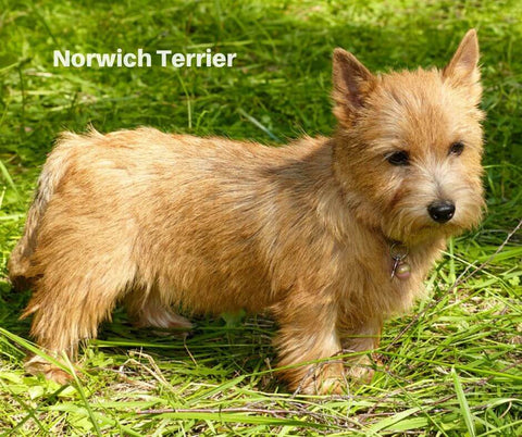 Norwich Terrier