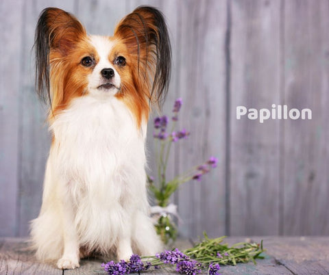 Papillon