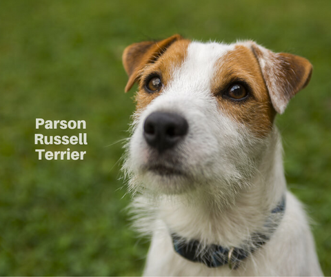 Parson Russell Terrier