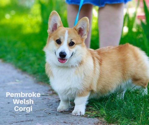 Pembroke Welsh Corgi