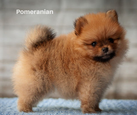 Pomeranian