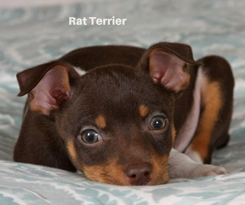 Rat Terrier