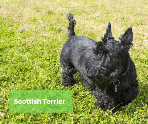 Scottish Terrier