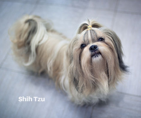 Shih Tzu