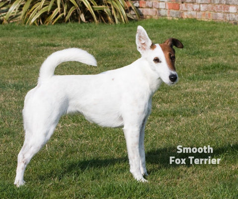 Smooth Fox Terrier