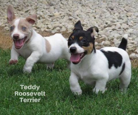Teddy Roosevelt Terrier