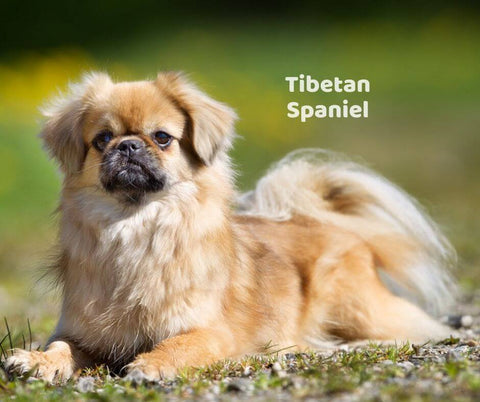 Tibetan Spaniel