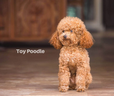 Toy Poodle