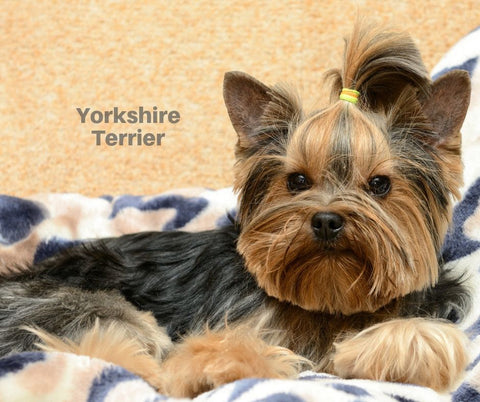 Yorkshire Terrier