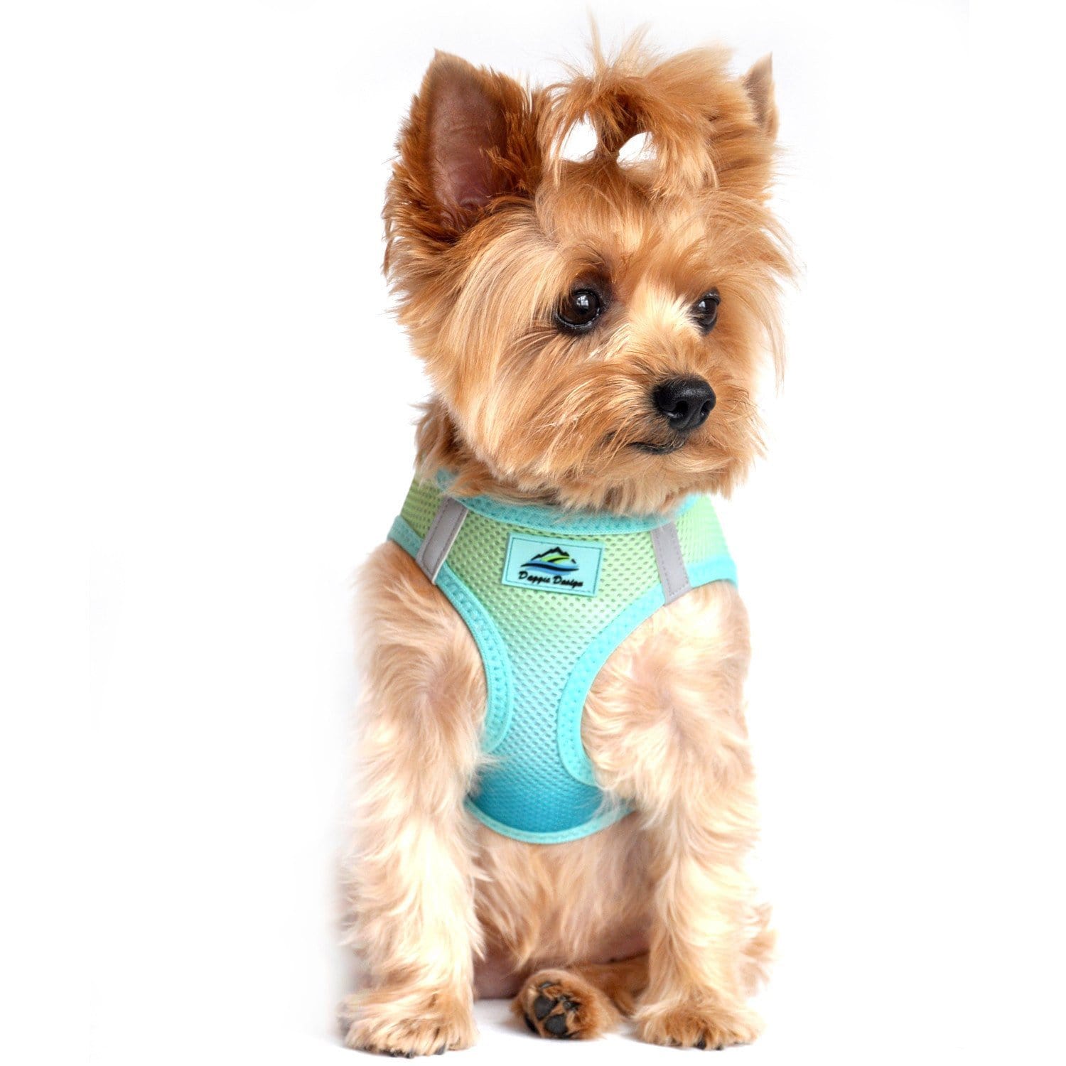 How to put Dog Harness on