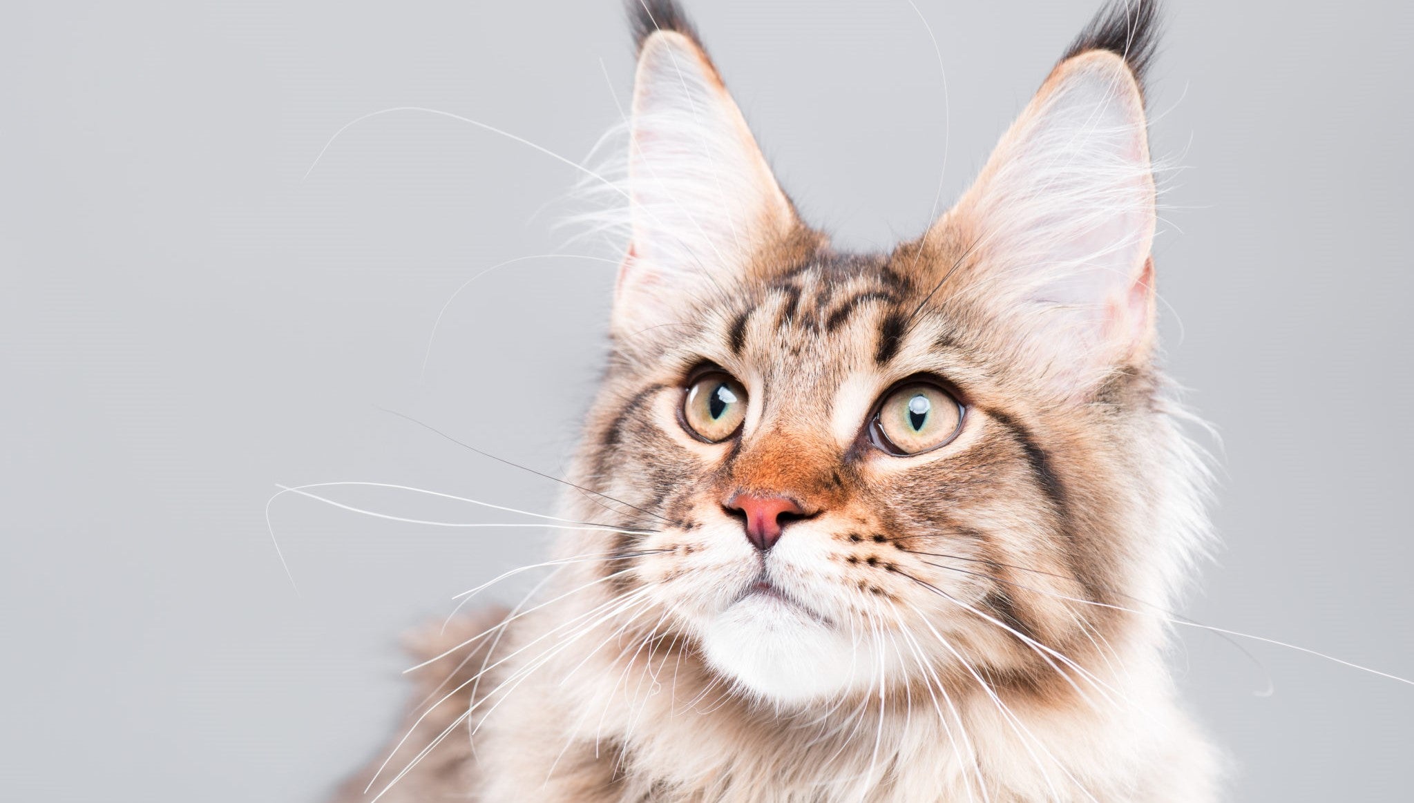 terugvallen Beschrijving Gepensioneerde Kattenspullen online kopen | Kattenbakken, krabpalen, kattenzand | Kattenspullen  online kopen – Pip & Pepper